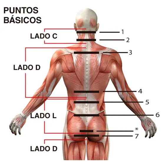 Puntos básicos de la espalda para el uso de Cordus