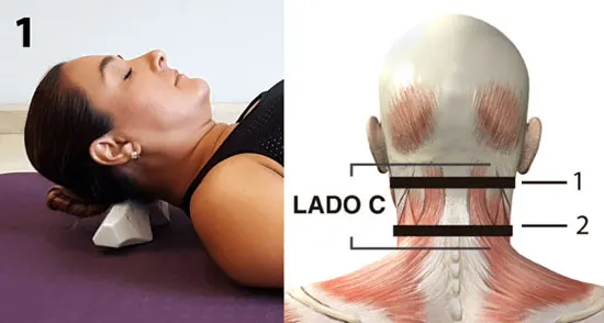 CORDUS se coloca transversalmente al eje de la columna vertebral con el lado C debajo del cráneo (foto 1).